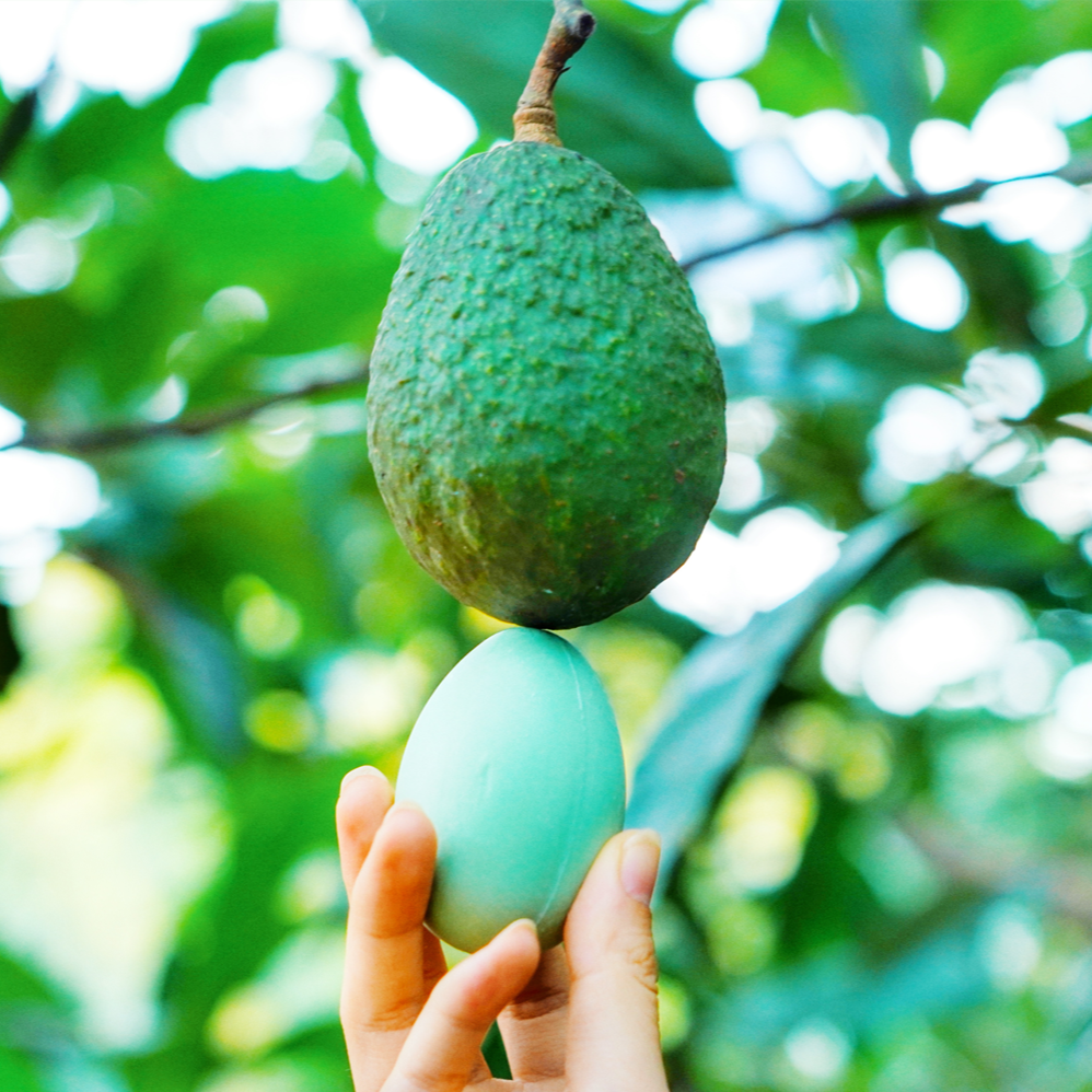 Avocado Egg Soap
